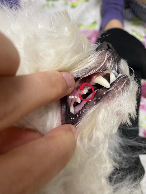 狗狗牙齿出血,狗狗牙齿出血了怎么办,今天我给狗狗刷牙，狗狗牙龈出血，是怎么回事。还有我碰到那些血没事？