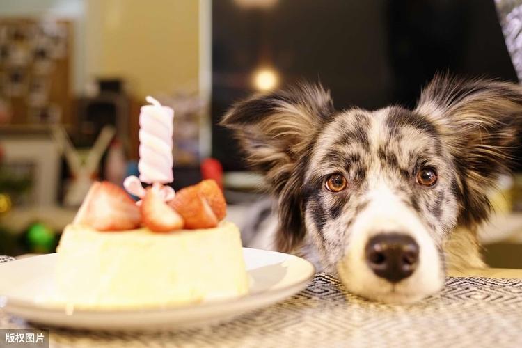 狗狗能吃蛋糕,狗狗能吃蛋糕不,小狗能吃蛋糕么？