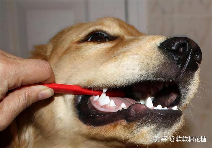 狗狗磨牙期,狗狗磨牙期是在几个月,狗狗多大不需要磨牙？