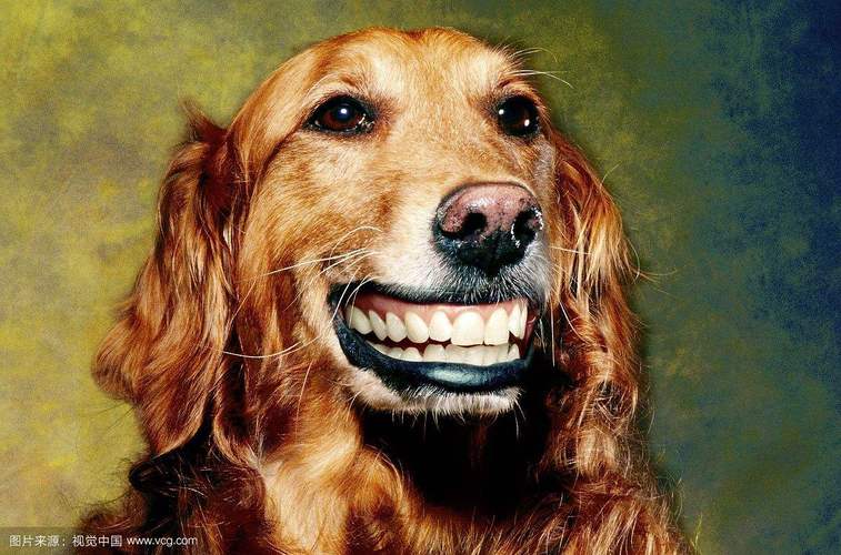 微笑狗狗图片,微笑狗狗图片诡异,微笑狗是什么，据说很恐怖，不要给我发图片，就解释一下就行了？