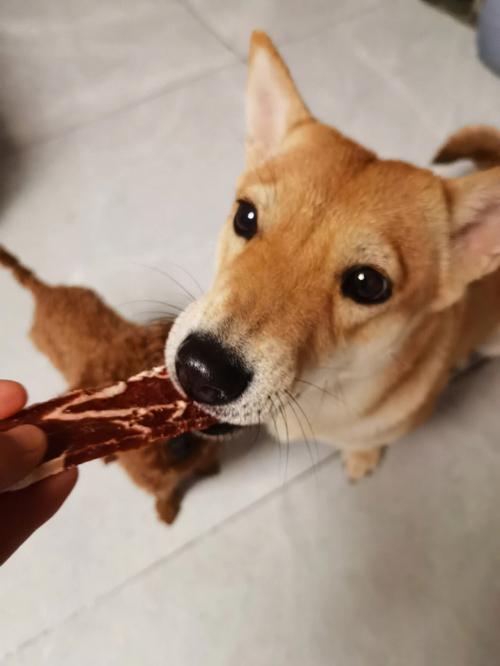 狗狗可以吃什么零食,一个多月的狗狗可以吃什么零食,中华田园犬喜欢吃什么零食？