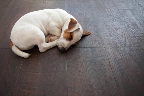 狗狗趴着睡,狗狗趴着睡代表什么,为什么狗不睡觉就趴着？