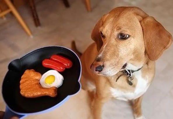狗狗吃什么开胃,狗狗吃什么开胃促进食欲,小狗吃什么?