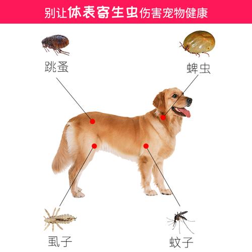 狗狗怎么去跳蚤,狗狗怎么除跳蚤,狗除跳蚤最有效的方法？