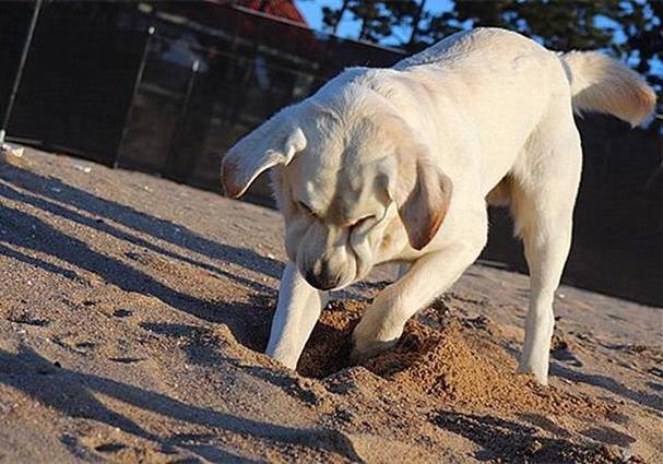 狗狗为什么刨坑,狗狗为什么刨坑自己躺进去,狗喜欢刨土是怎么回事？