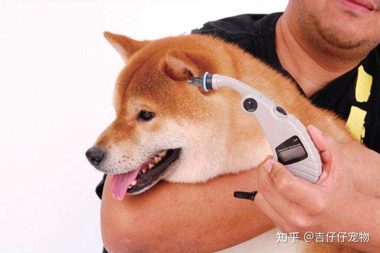狗狗体温怎么测,狗狗体温怎么测量最准确,怎么给狗测体温？