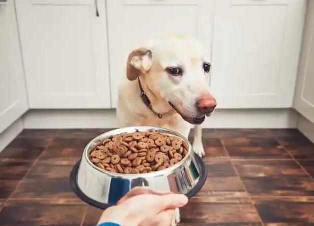 怎么让狗狗吃狗粮,怎么让狗狗吃狗粮慢下来,怎么喂小狗狗吃狗粮？