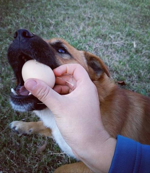狗狗吃鸡蛋黄,狗狗吃鸡蛋黄的好处,狗一天能吃多少蛋黄？