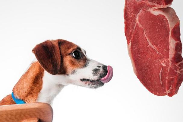 狗狗吃什么肉最好,狗狗吃什么肉最好最健康,狗狗一直以牛肝为主食，可以吗？为什么吃那么多还是长不胖？