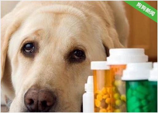 怎么让狗狗吃药,怎么让狗狗吃药片,怎样让狗狗顺利的服药呢？