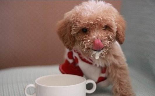 狗狗可以喝酸奶吗,狗狗可以喝酸奶吗 泰迪,给狗狗喝酸奶好吗？