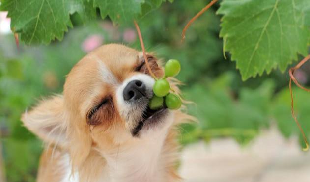 狗狗能吃葡萄,狗狗能吃葡萄吗?,幼犬可以吃葡萄吗？