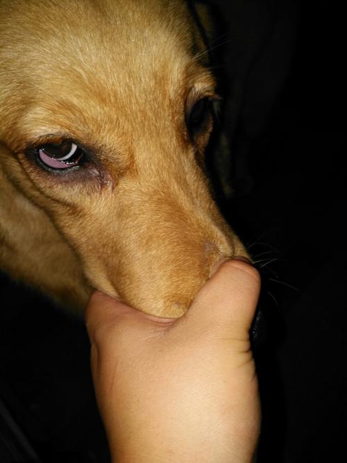 狗狗眼睛肿了怎么办,狗狗眼睛肿了怎么办?,狗狗眼睛被手打到眼白红了眼泪汪汪的其他没什么状况怎么办？