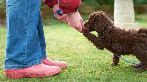 如何训练狗狗听话,如何训练狗狗听话 学会这个就简单了,怎样才能让狗狗听话点？