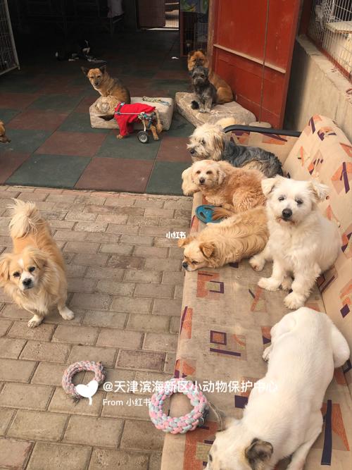 天津领养狗狗,天津领养狗狗的地方,天津流浪猫救助站在什么地方？