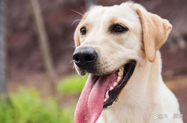 狗狗为什么一直吐,狗狗为什么一直吐舌头,狗狗经常吐是怎么回事（一个月或者两个月就会吐一次）？