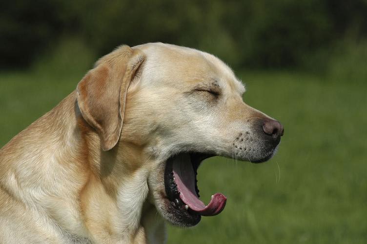 狗狗睡觉打呼噜,狗狗睡觉打呼噜正常吗,狗狗睡觉打呼噜的几种原因？