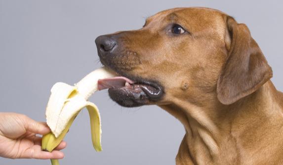 狗狗放屁吗,狗狗放屁吗狗能不能吃香蕉,狗狗放屁为什么会那么响？