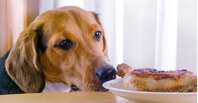 狗狗可以吃鸡肉吗,怀孕的狗狗可以吃鸡肉吗,狗狗能吃羊肉吗？