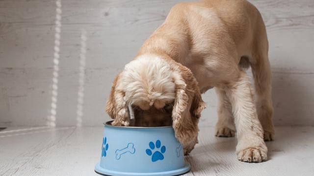 狗狗能吃酸奶,狗狗能吃酸奶不,狗狗为什么那么喜欢喝酸奶？