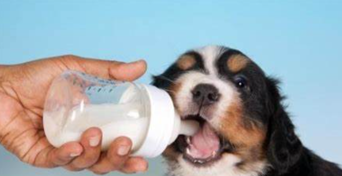 狗狗奶粉怎么冲,狗狗奶粉怎么冲比例,刚出生的小狗怎样人工喂养？