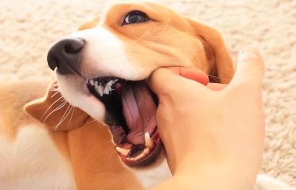 狗狗为什么会咬主人,自己家的狗狗为什么会咬主人,为什么狗都喜欢咬我？