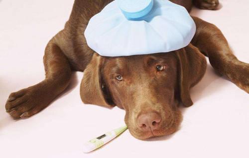 狗狗感冒发烧怎么办,狗狗感冒发烧怎么办简单的退烧方法,狗狗感冒能吃什么食物？