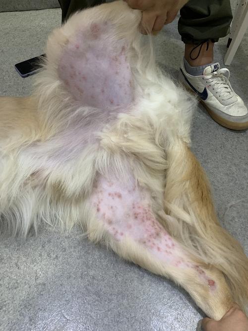 狗狗湿疹怎么治,狗狗湿疹怎么治疗,金毛得湿疹了怎么办？