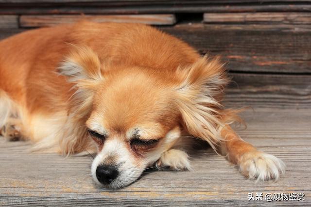 狗狗后腿发抖,狗狗后腿发抖是什么情况,狗狗睡觉腿老抖，什么原因？