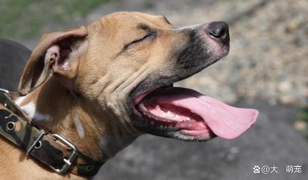 狗狗一直吐舌头,狗狗一直吐舌头喘气是怎么回事,为啥狗狗一直张嘴还吐舌？