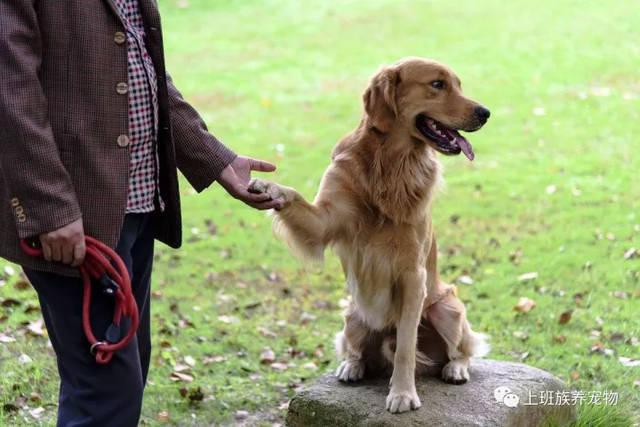 如何训练狗狗坐下,如何训练狗狗坐下 趴下 握手,怎么训练狗狗坐下和握手？
