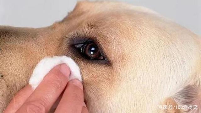狗狗吃什么去泪痕,狗狗吃什么去泪痕蔬菜,宠物去泪痕最有效的方法？