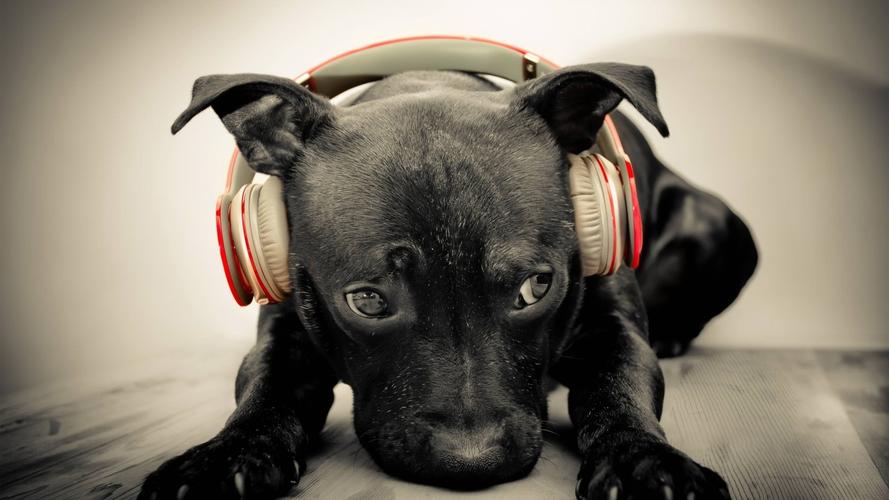 狗狗喜欢什么音乐,狗狗喜欢什么音乐类型,狗狗喜欢听什么音乐，狗喜欢听什么歌，狗爱听什么？