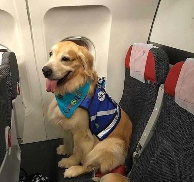 带狗狗坐飞机,带狗狗坐飞机需要什么手续,小狗可以坐飞机带吗？