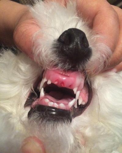 狗狗牙龈出血,狗狗牙龈出血怎么回事,比熊牙龈什么颜色算正常？
