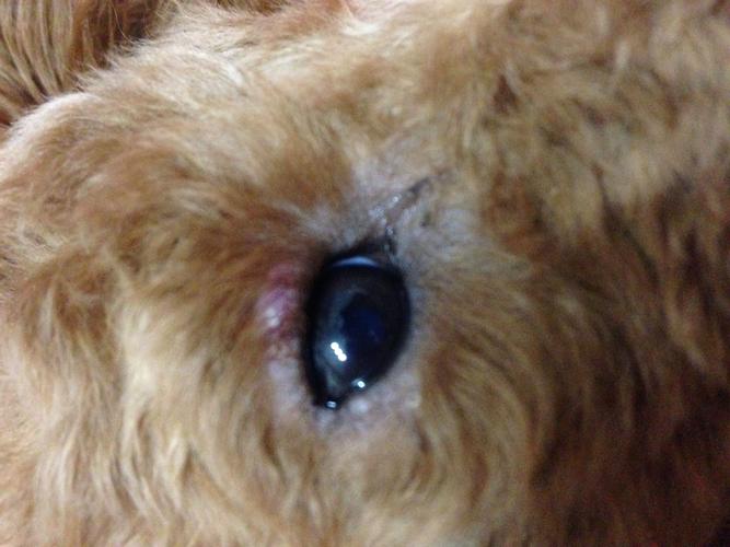 狗狗黑眼圈,狗狗黑眼圈严重是为什么,小泰迪有黑眼圈怎么回事儿？