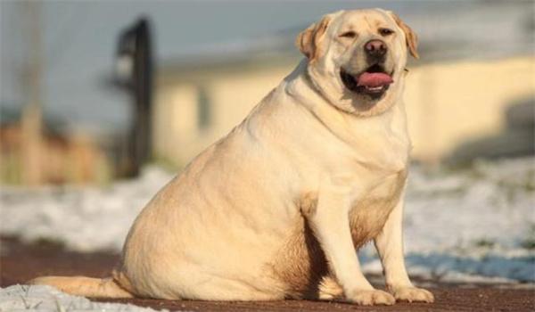 怎么给狗狗减肥,怎么给狗狗减肥最有效,如何给10岁的老狗狗减肥？