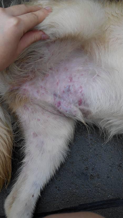 狗狗螨虫感染,狗狗螨虫感染怎么治疗,狗狗得真菌螨虫混合感染了怎么办？