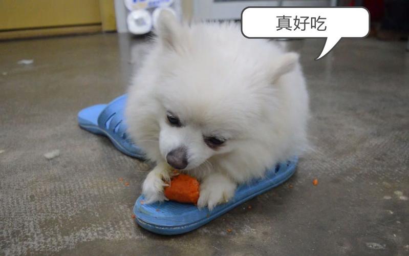 狗狗可以吃萝卜吗,狗狗可以吃萝卜吗熟的,博美可以吃萝卜吗？