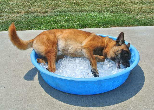 狗狗夏天热怎么办,狗狗夏天热怎么办?,描写夏天小狗活动的样子。