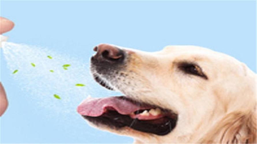 狗狗口臭是什么原因,狗狗口臭是什么原因导致的,宠物嘴臭怎么办？