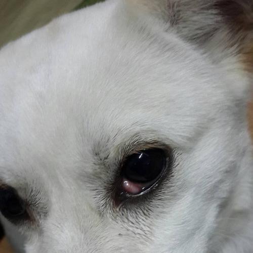 狗狗眼是什么样子,狗狗眼是什么样子的图片,狗的眼睛为什么那么亮？