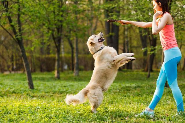 狗狗应该怎么训练,狗狗应该怎么训练才听话,一岁半的狗狗还能训练吗？