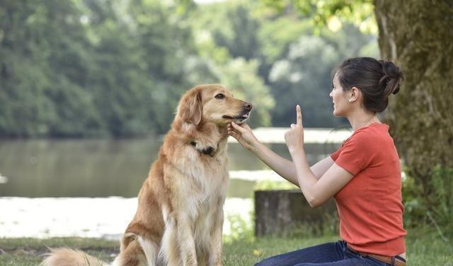 狗狗应该怎么训练,狗狗应该怎么训练才听话,一年的狗还能训练吗？