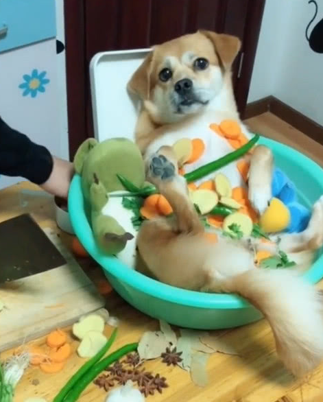 狗狗吃了葱怎么办,狗狗吃了葱怎么办不是洋葱,小狗吃了一点葱有事吗？