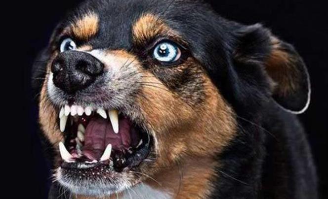 狗狗狂犬症状,狗狗狂犬症状初期是什么样,有狂犬病的狗有什么症状？