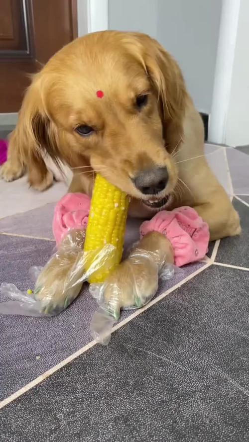 狗狗能吃玉米吗,狗狗能吃玉米吗熟的,狗狗可以吃玉米么？
