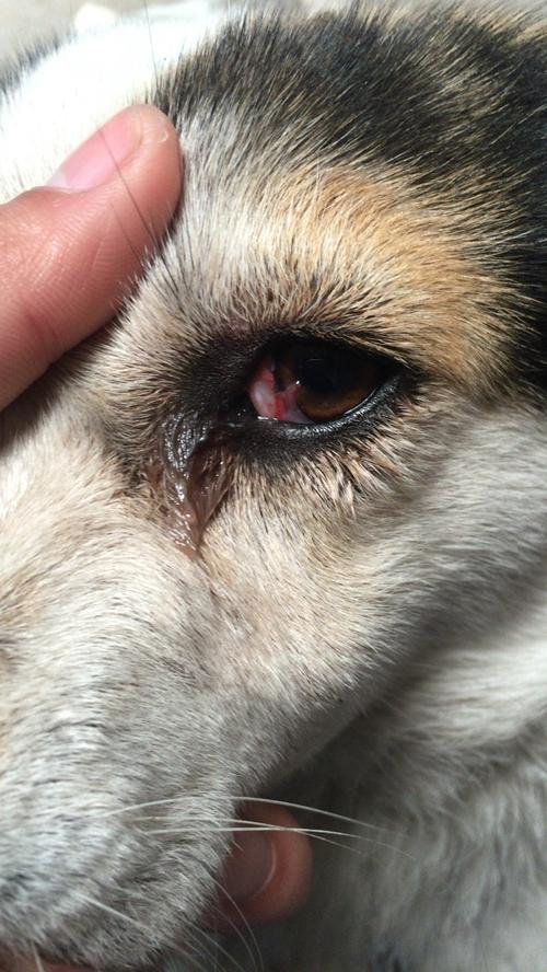 狗狗挠眼睛,狗狗挠眼睛是怎么回事,狗狗的眼睛红怎么回事？