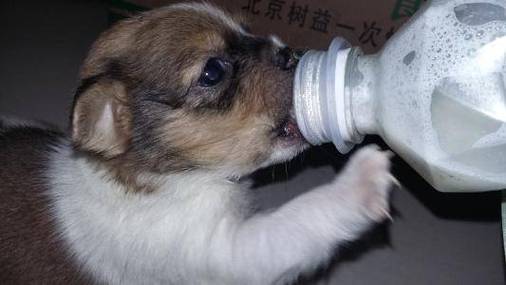 牛奶狗狗能喝吗,脱脂牛奶狗狗能喝吗,狗狗可以喝牛奶吗？