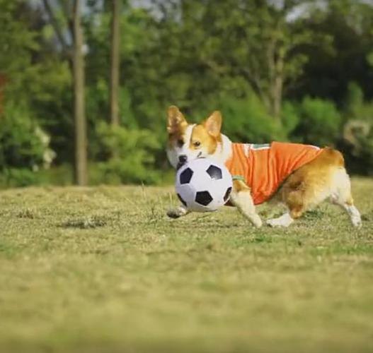 怎么训练狗狗捡球,怎么训练狗狗捡球后主动给自己,怎么训练柯基捡东西回来？